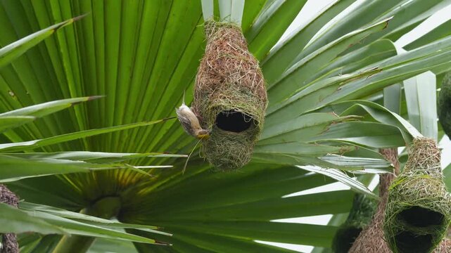 Baya Weaver Shaping the Nest Entrance After Pairing