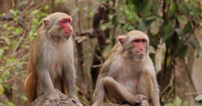 Two rhesus macaques monkeys sitting on rock in forest wildlife motion footage.