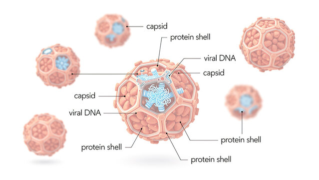 3D scientific illustration of non-enveloped icosahedral parvovirus, labelled virus particle cutaway showing capsid protein shell and viral DNA