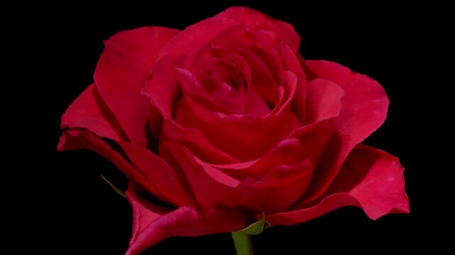 Beautiful rose flower blooming time lapse isolated on black background.