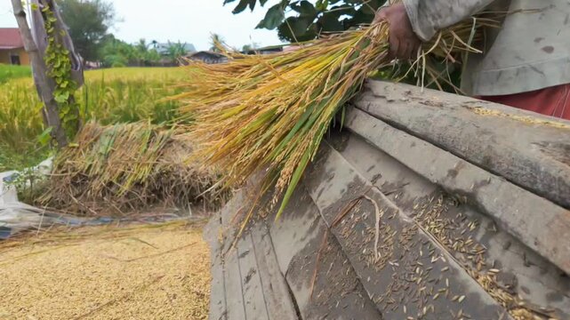 Fresh rice stalks are rhythmically threshed by hand as golden grains fall onto the ground, capturing a traditional harvest process in a rural farming landscape.