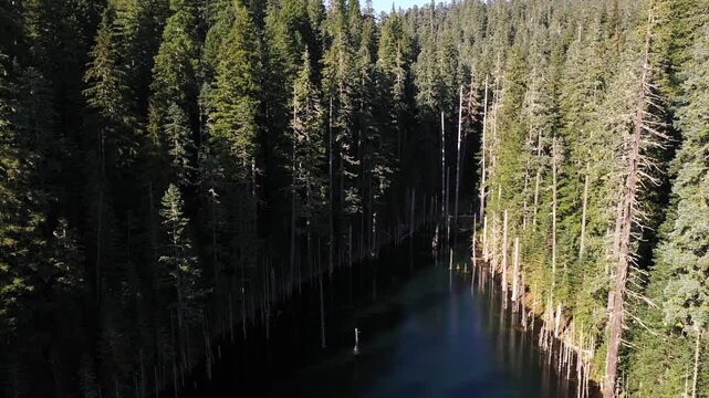4K aerial drone footage of Blue Lake in Mt. St. Helens area, Washington, USA, with clear blue green water, standing dead tree trunks and dense evergreen forest in a scenic Pacific Northwest landscape