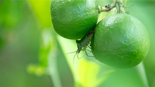 Macro shot of a green shield bug perched on fresh green lime fruits.A high-quality close-up macro photograph capturing a vibrant green shield bug (Pentatomoidea), commonly known as a stink bug .