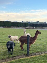 Obraz premium llama in the farm, at Te Anau, South Island, New Zealand