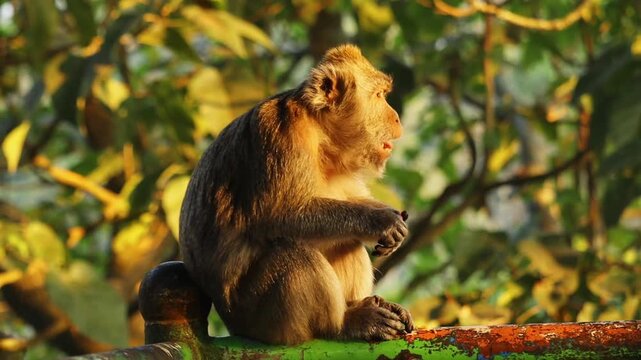 Wild Macaque Monkey Eating Food on Railing During Golden Hour
