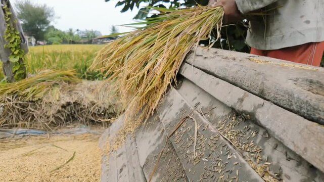 A farmer carefully threshes freshly harvested rice by striking the stalks against a wooden surface, releasing golden grains across the traditional threshing area.