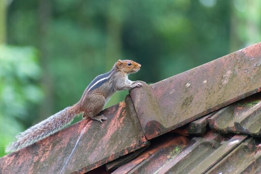 An Indian palm squirrel perched on an old terracotta tiled roof