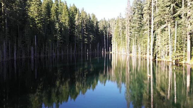 4K aerial drone footage of Blue Lake in Mt. St. Helens area, Washington, USA, with clear blue green water, standing dead tree trunks and dense evergreen forest in a scenic Pacific Northwest landscape