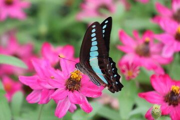 A blue swallowtail butterfly sipping nectar from a zinnia © Mt. Cape