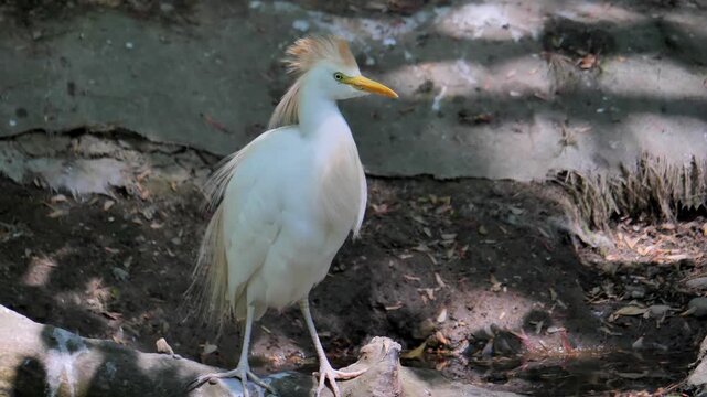cattle egret on rock