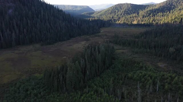 4K aerial drone footage above evergreen forest and wetlands in Goat Marsh area, Washington, USA, showing forested highlands, marsh vegetation and scenic Pacific Northwest landscape