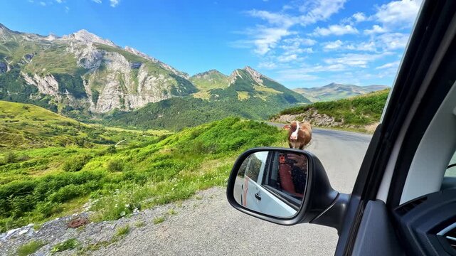 Driver POV from car window as brown cow walks past on narrow mountain road with green slopes and rugged peaks under blue sky at Col d'Aubisque, Pyrenees, France