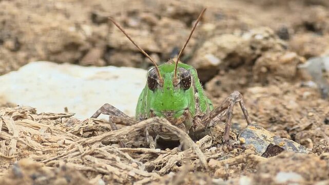 Front View Close-Up of Rice Grasshopper Resting on the Ground .4k.HD#001


