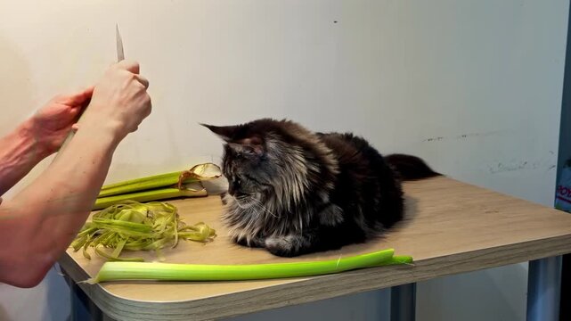 Domestic fluffy Maine Coon cat watching owner prepare fresh green celery sticks for a healthy meal