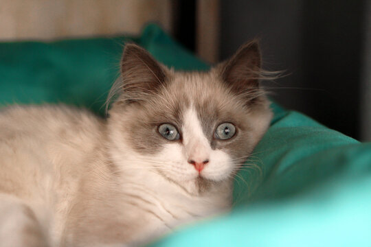 A fluffy, light brown and white Ragdoll cat with blue eyes rests on a green cushion. The cat has a calm expression and soft fur.