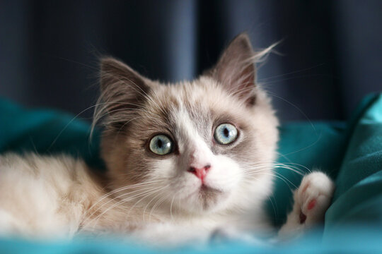 A fluffy gray and white cat with blue eyes rests on a teal blanket. The cat appears calm and curious, gazing off into the distance.