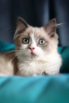 A small, fluffy ragdoll cat with blue eyes and a cream-colored coat rests on a teal blanket. The cat has distinctive markings on its face and ears.
