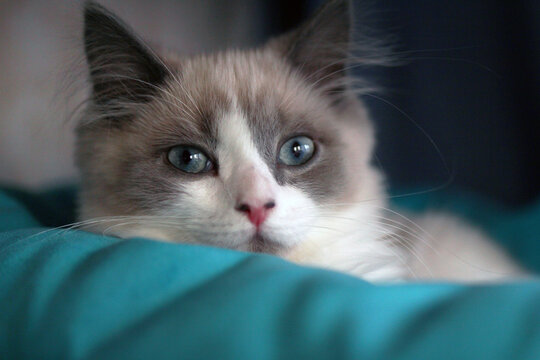 A close-up of a fluffy, gray and white Ragdoll cat with striking blue eyes, resting on a soft turquoise blanket.