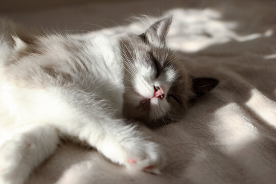A fluffy Ragdoll cat with blue eyes lies comfortably on a soft surface, basking in sunlight. The cat has a white and gray coat with a pink collar.