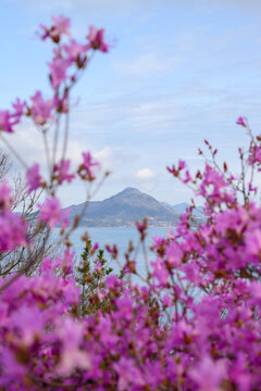 Vibrant purple azalea flowers in the foreground framing a scenic sea and mountain view in spring