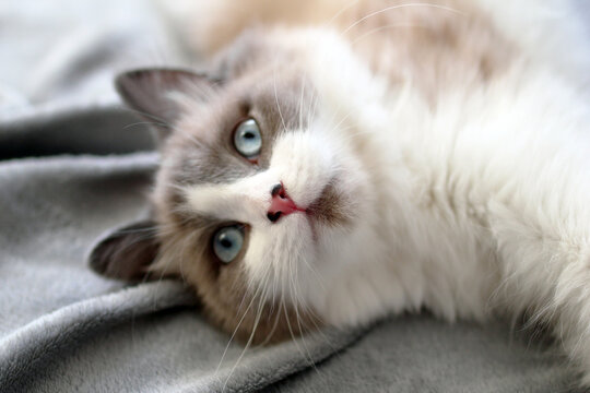 A fluffy Ragdoll cat with blue eyes lies on a soft gray blanket. The cat has a cream-colored body with darker points on its ears and face.