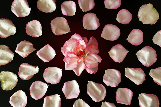 A pink flower surrounded by scattered white and pink petals on a black background. The arrangement creates a visually appealing floral pattern.