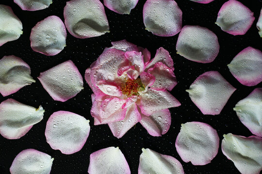 A close-up of a pink rose surrounded by scattered pink rose petals on a dark background. The petals are soft and delicate, creating a romantic atmosphere.