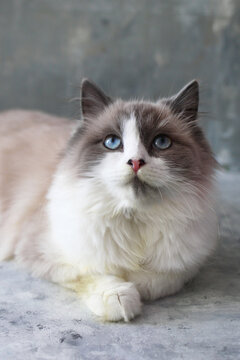 A fluffy Ragdoll cat with blue eyes rests on a gray surface. The cat has a cream and brown coat, showcasing its distinctive markings and gentle demeanor.