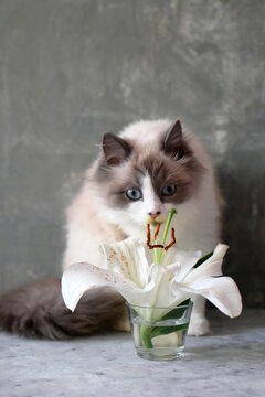 A fluffy Ragdoll cat with blue eyes curiously examines a white lily in a glass vase. The background is a soft gray, creating a calm atmosphere.