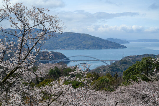 Scenic view of full bloom cherry blossoms overlooking the Seto Inland Sea and a bridge in spring