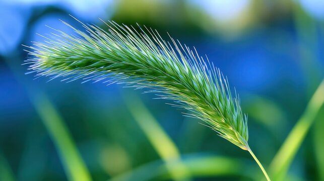 Vibrant green grass spike displays delicate feathery textures against a soft, blurred blue background.