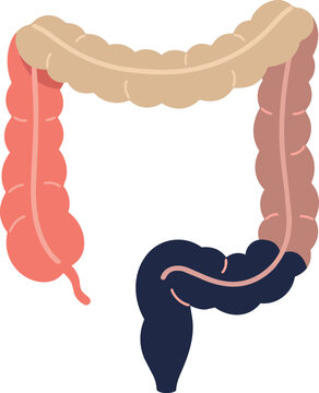 Detailed illustration of the human large intestine showing the cecum, appendix, colon sections, sigmoid colon, rectum, and digestive tract structure for medical education