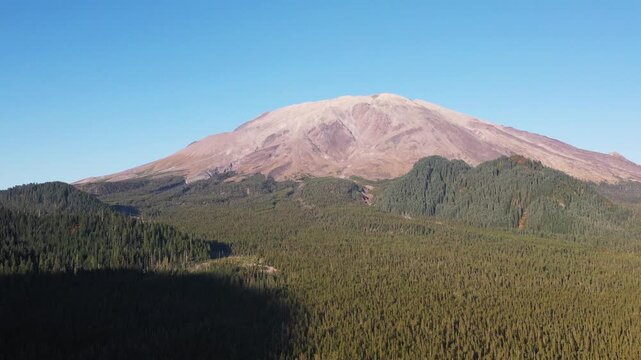 4K aerial drone footage approaching snow-free Mount St. Helens from southwest side, Washington, PNW, USA, showing volcanic slopes and dense evergreen forest under clear blue sky in early fall