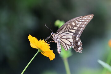 A swallowtail butterfly sipping nectar from a yellow cosmos flower. © Mt. Cape