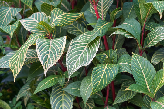 Close up of sanchezia leaves with yellow veins and red stems in garden