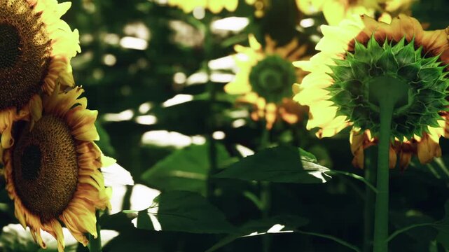 Golden sunflowers stand tall, basking in warm sunlight amid rich green leaves. A peaceful garden setting offers a serene escape into natures beauty, capturing the essence of summer.
