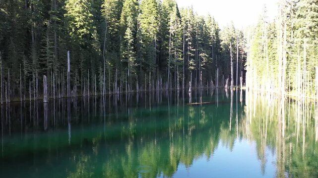 4K aerial drone footage of Blue Lake in Mt. St. Helens area, Washington, USA, with clear blue green water, standing dead tree trunks and dense evergreen forest in a scenic Pacific Northwest landscape