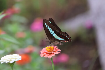 A blue swallowtail butterfly sipping nectar from a zinnia © Mt. Cape