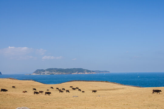 海を望む牧草地で放牧される牛と島の風景