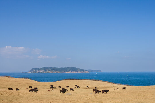 海を望む牧草地で放牧される牛と島の風景