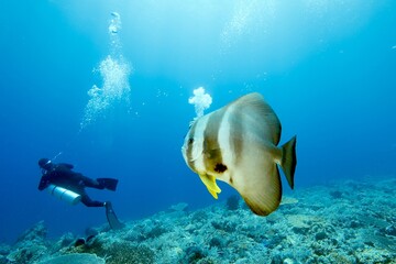 Tropical reef fish in blue water © JongHyeon
