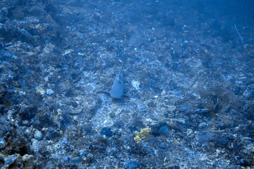 Marine life over a tropical coral reef © JongHyeon