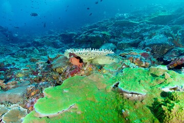 Coral reef landscape in tropical blue water © JongHyeon