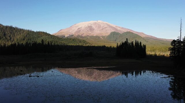 4K aerial drone footage above Goat Marsh Lake wetlands, Washington, USA, with water lilies, evergreen forest and snow-free Mt. St. Helens reflected in calm water during early fall