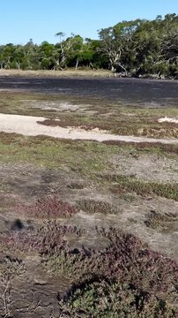 Low Aerial Forward Track Over Coastal Salt Marsh and Sand