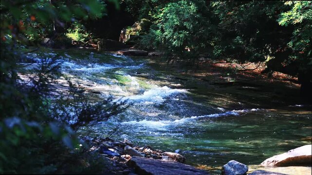 長野県の赤沢自然休養林の清流