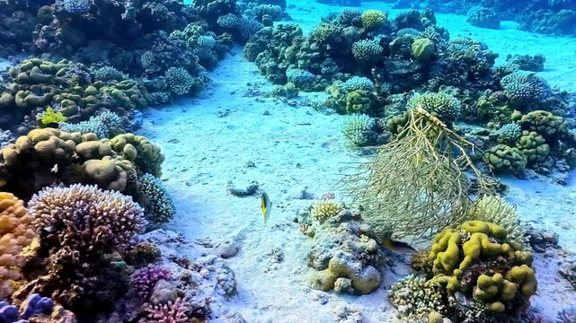Tropical fish swimming in clear turquoise water over a beautiful sandy bottom and coral garden