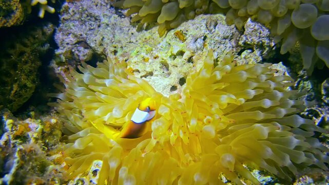 Red Sea clownfish swimming in a magnificent bubble-tip anemone on a coral reef
