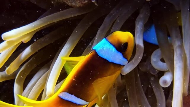 Colorful clownfish, Amphiprion bicinctus, nestling in the tentacles of its host anemone