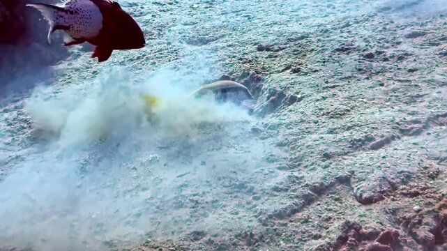 Yellowtail goatfish stirring up sand while searching for food as a Lyretail hogfish (Bodianus anthioides) watches